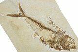 Detailed Fossil Fish (Diplomystus) - Wyoming #344801-1